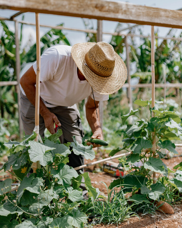 Blue Palace Elounda, a Luxury Collection Resort, Crete - Supporting Local Farmers