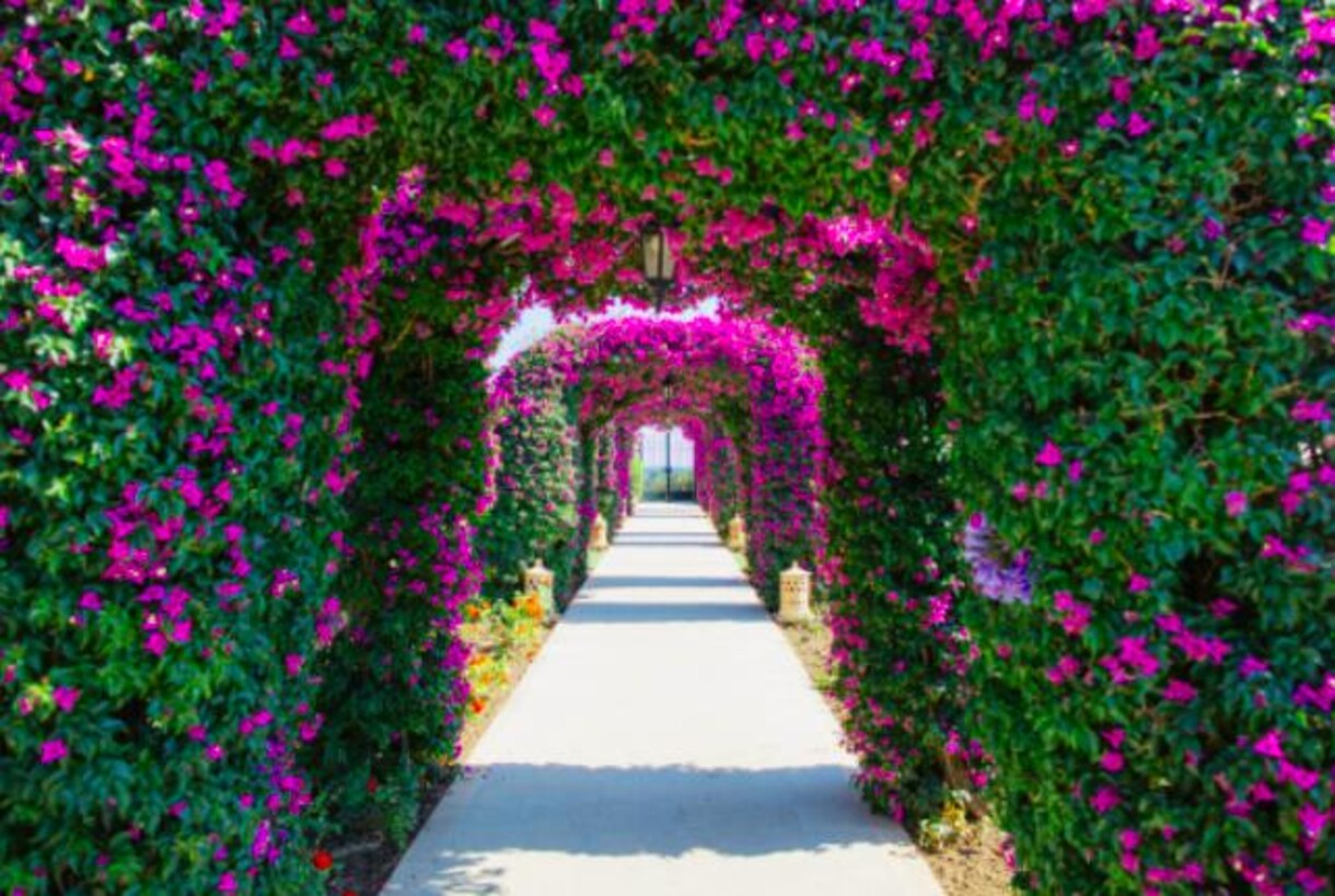 The St. Regis Mardavall Mallorca Resort - Garden
