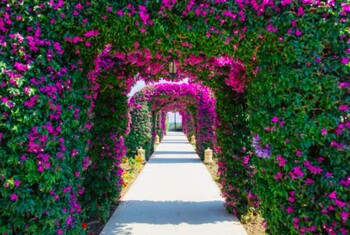 The St. Regis Mardavall Mallorca Resort - Garden