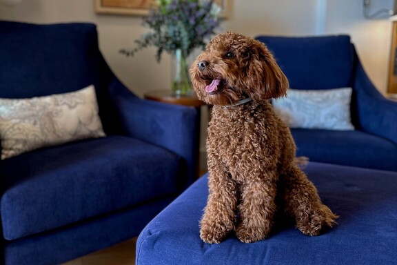 Vacaciones en Mallorca para toda la familia: St. Regis Mardavall Mallorca Resort ya es “pet friendly”